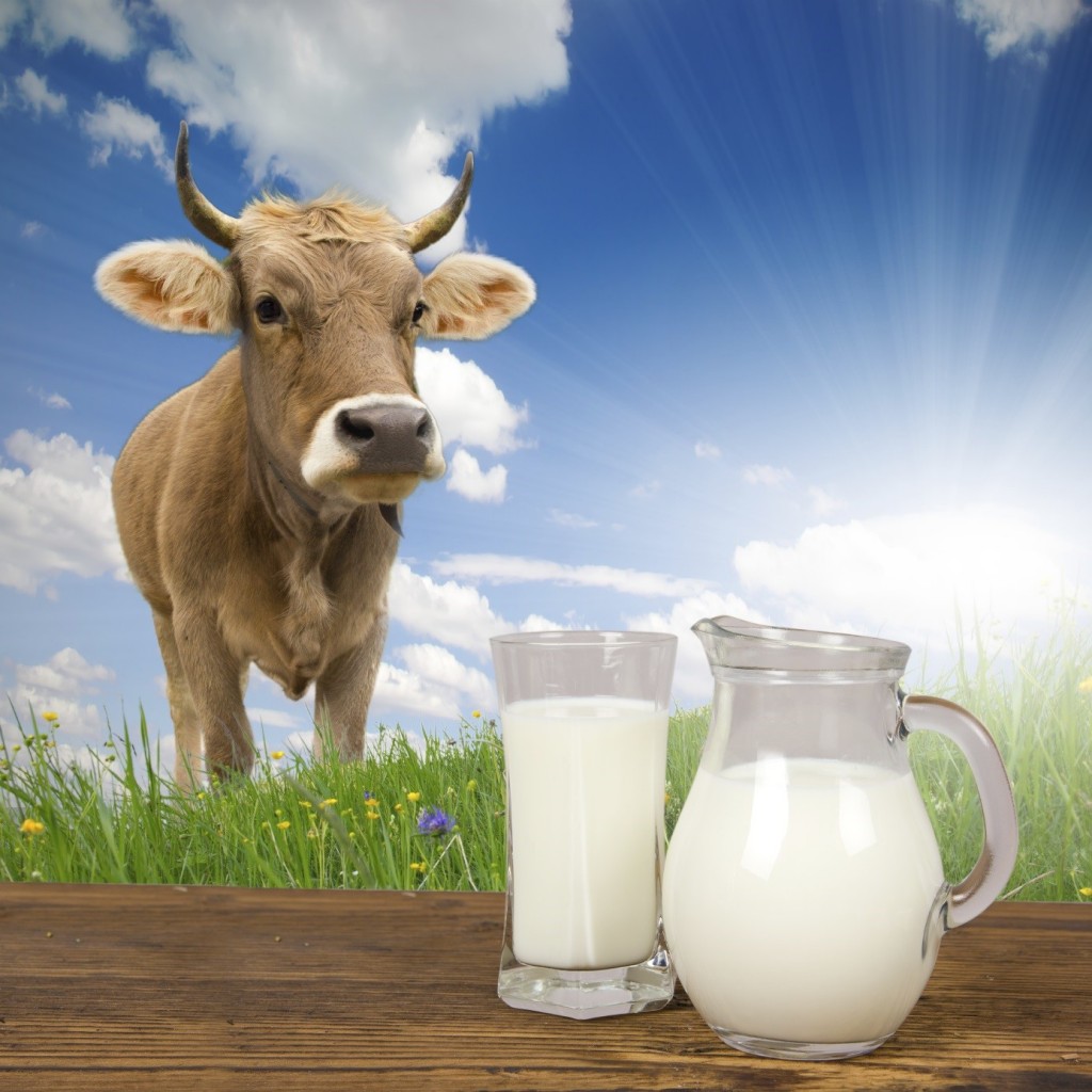 Где Можно Купить Коровье Молоко