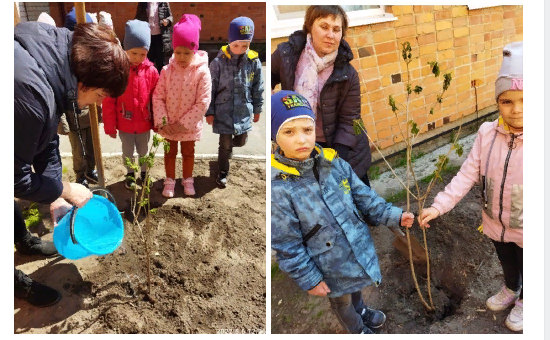 В саду посадили 14 фруктовых. Детский сад солнышко Суземка. Фото экология для садиков. Акция чистый двор в детском саду.