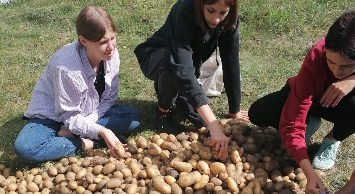 Время собирать картофель. Урожай картофеля. Сбор урожая картофеля. Собираем картошку. Девушка собирает картошку.