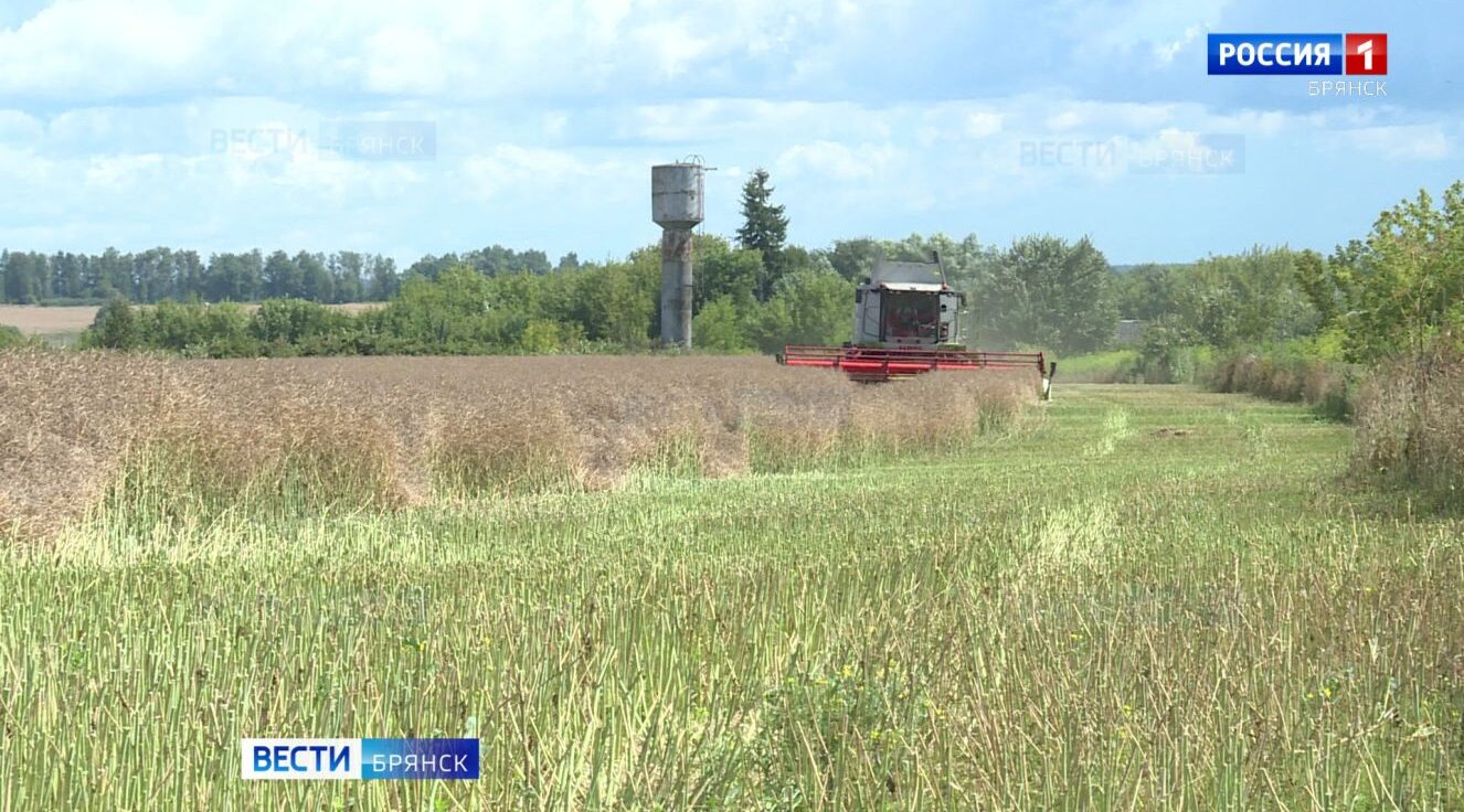 Брянские аграрии вышли на пик уборочной кампании озимого рапса